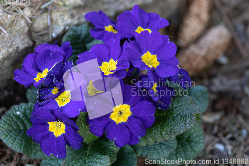 Image of Blooming blue flower primula