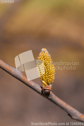 Image of blossomed sprig Weeping willow