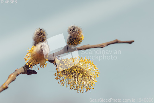 Image of blossomed sprig Weeping willow