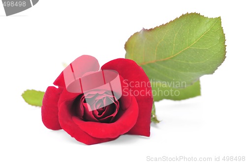 Image of Red rose flower on white background