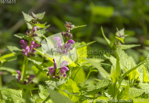 Image of dead-nettles closeup