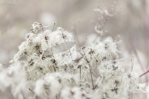 Image of fluffy seed closeup