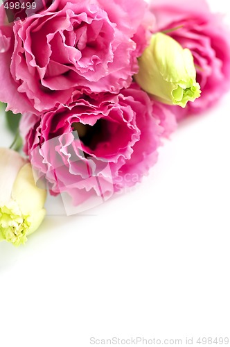 Image of Isolated pink flowers