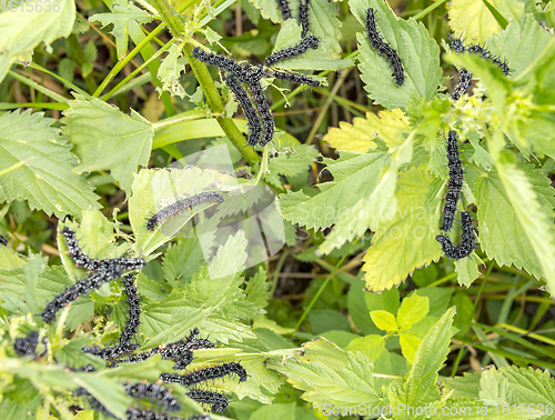 Image of Peacock butterfly caterpillars