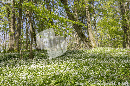 Image of sunny forest scenery with ramsons