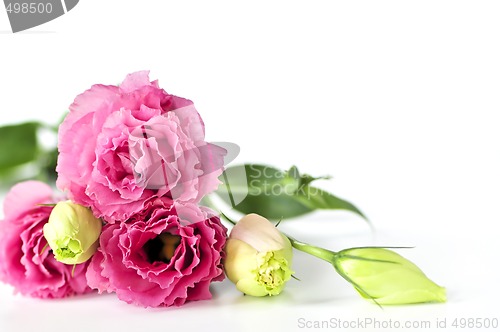 Image of Isolated pink flowers