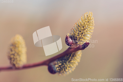 Image of blossomed sprig Weeping willow