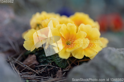 Image of Blooming yellow flower primula