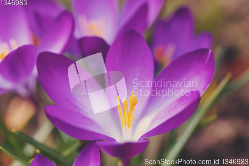 Image of spring flowers crocus in garden