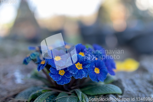 Image of Blooming blue flower primula