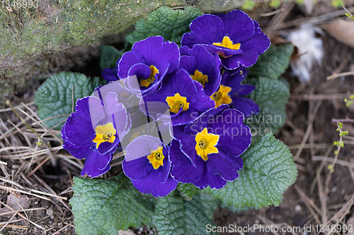 Image of Blooming blue flower primula