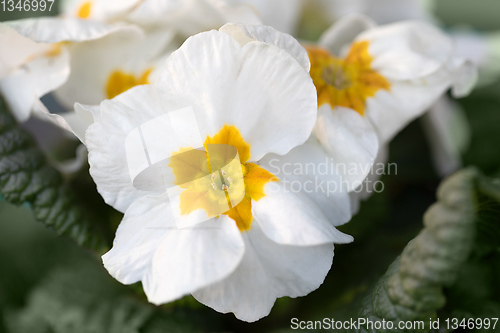 Image of Blooming white flower primula