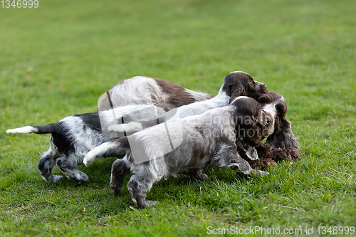 Image of purebred English Cocker Spaniel with puppy