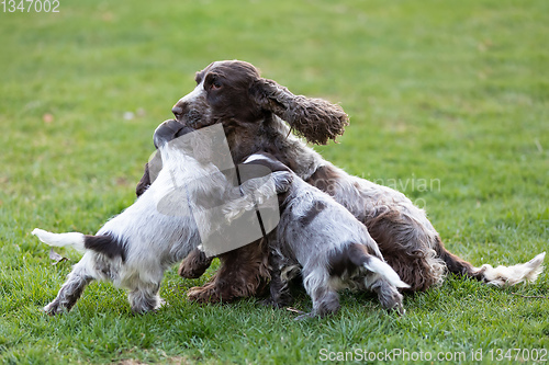 Image of purebred English Cocker Spaniel with puppy