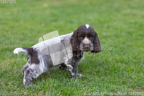 Image of English Cocker Spaniel puppy