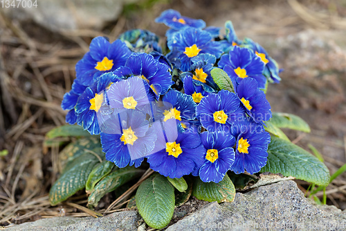 Image of Blooming blue flower primula
