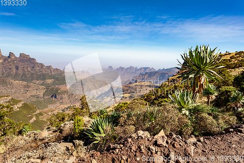 Image of Giant lobelia in Semien or Simien Mountains, Ethiopia