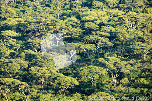 Image of Forest in lake Chamo, Arba Minch, Ethiopia