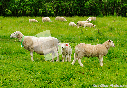 Image of sheep on green pasture in the summer