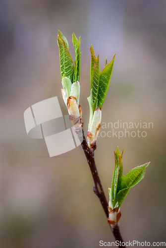 Image of green sprouts of leaf growing