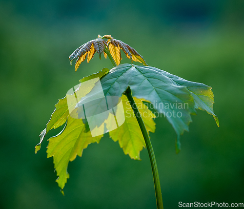 Image of new leaves that grow in spring