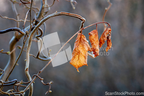 Image of hazel autumn leaves in backlight