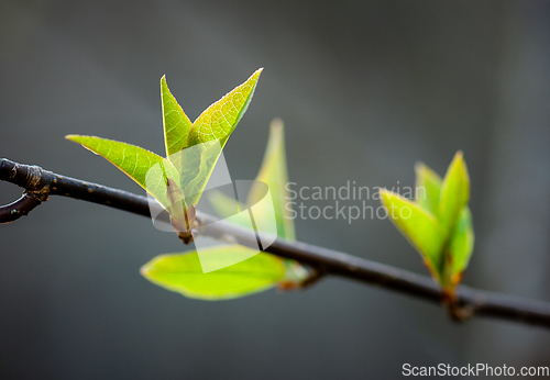 Image of green sprouts of leaf growing