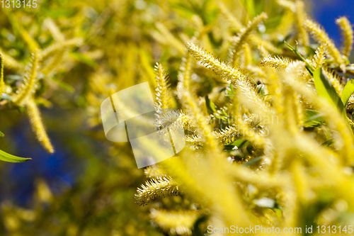 Image of blooming yellow willow