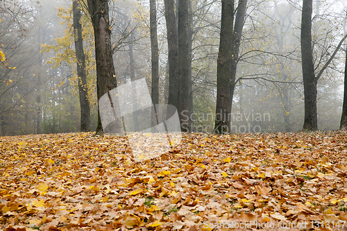 Image of Brown autumn forest