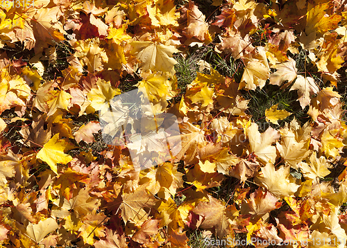 Image of Maple autumn