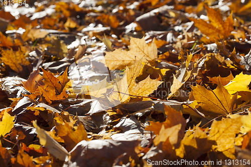 Image of lit fallen autumn leaves