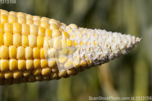 Image of An ear of corn ripen poorly