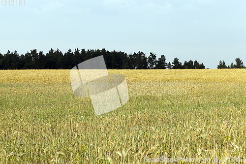 Image of wheat field