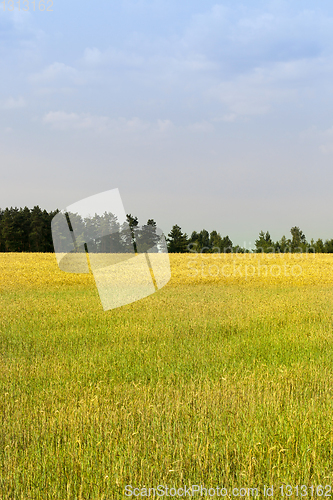 Image of Rye and wheat