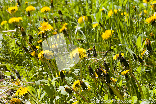 Image of A field of dandelions