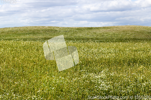 Image of Agricultural fields