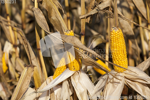 Image of dry cob