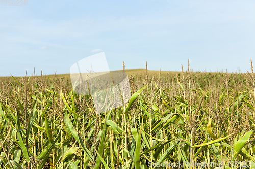 Image of autumn corn field