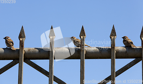 Image of Sparrow on fence