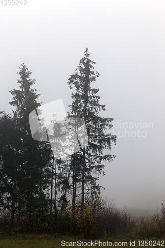 Image of Silhouette autumn spruce