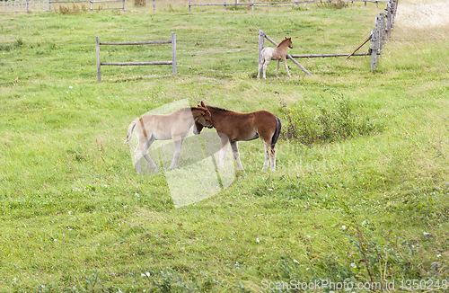 Image of Little foal pasture