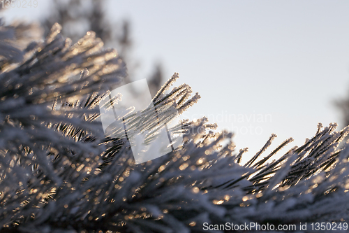 Image of Frost needle pine