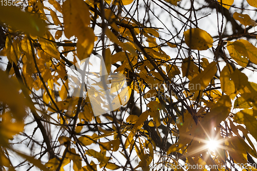 Image of Sunny light