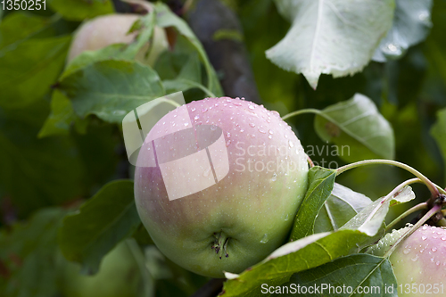 Image of Apple garden