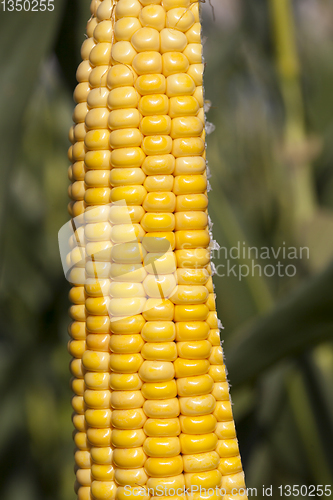 Image of Corn open ear