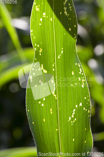 Image of Disease corn leaves