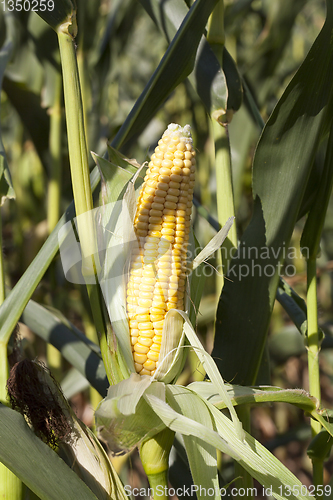 Image of Corn cob