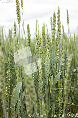 Image of wheat and sky