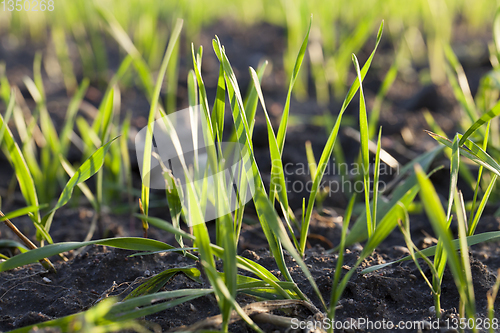 Image of types of wheat