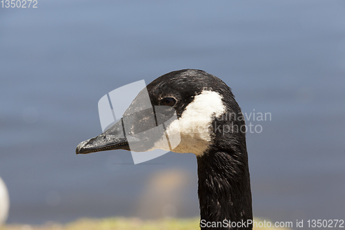 Image of Head duck